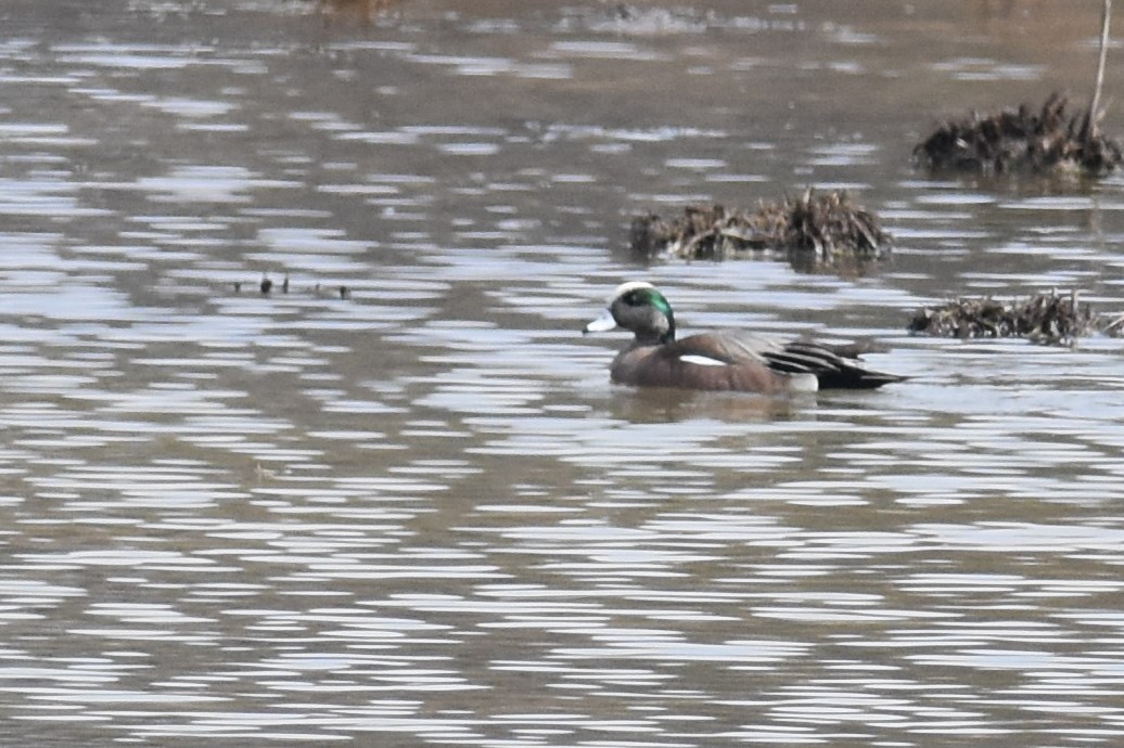 American Wigeon - Kazumi Ohira