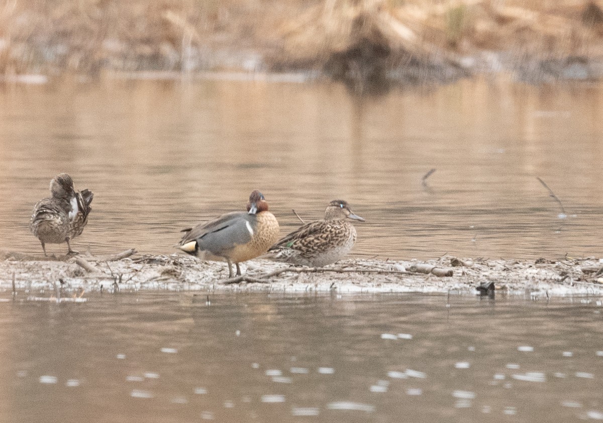 Green-winged Teal - ML317498461