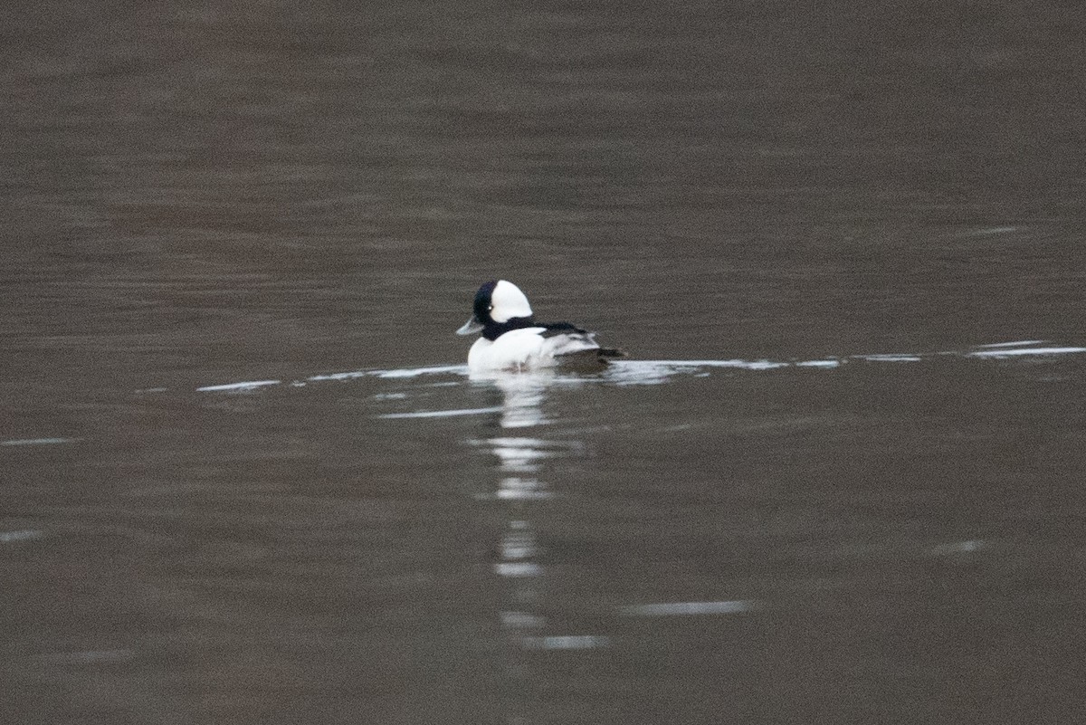 Bufflehead - ML317498531