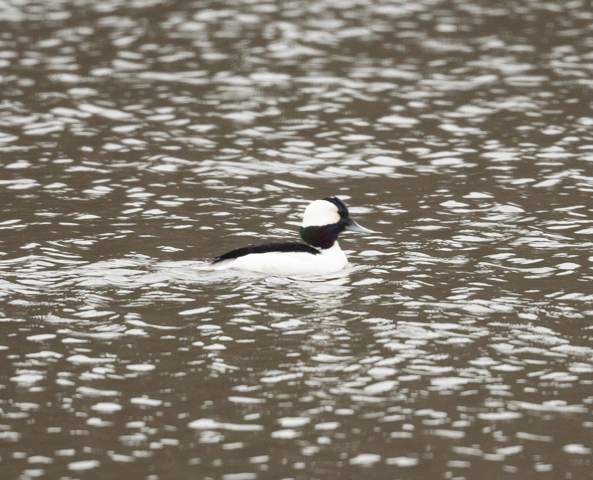 Bufflehead - ML317498541