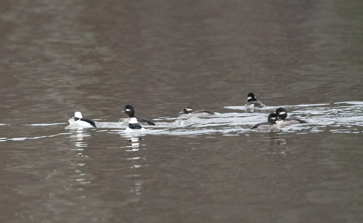 Bufflehead - ML317498561