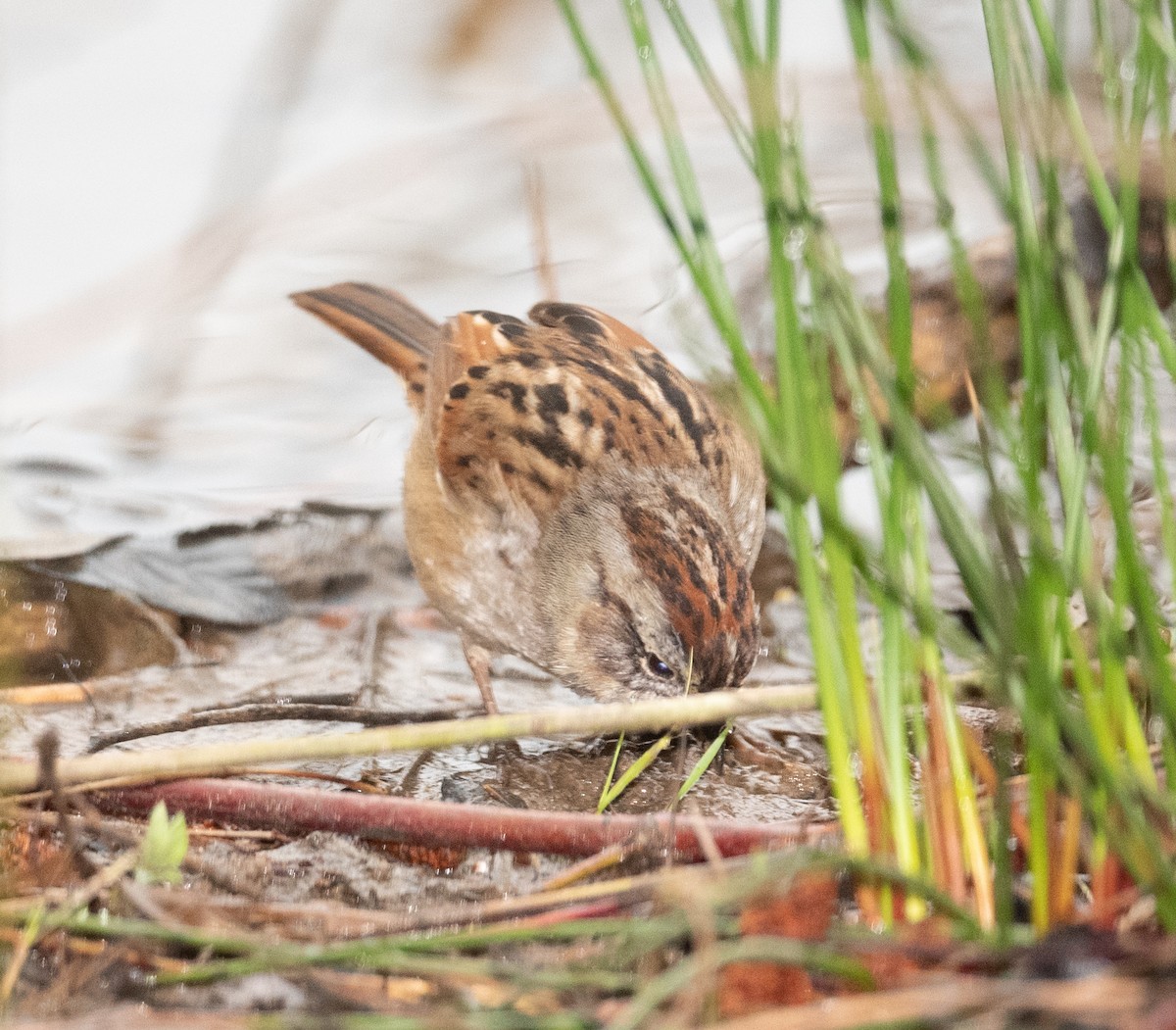 Swamp Sparrow - ML317498681