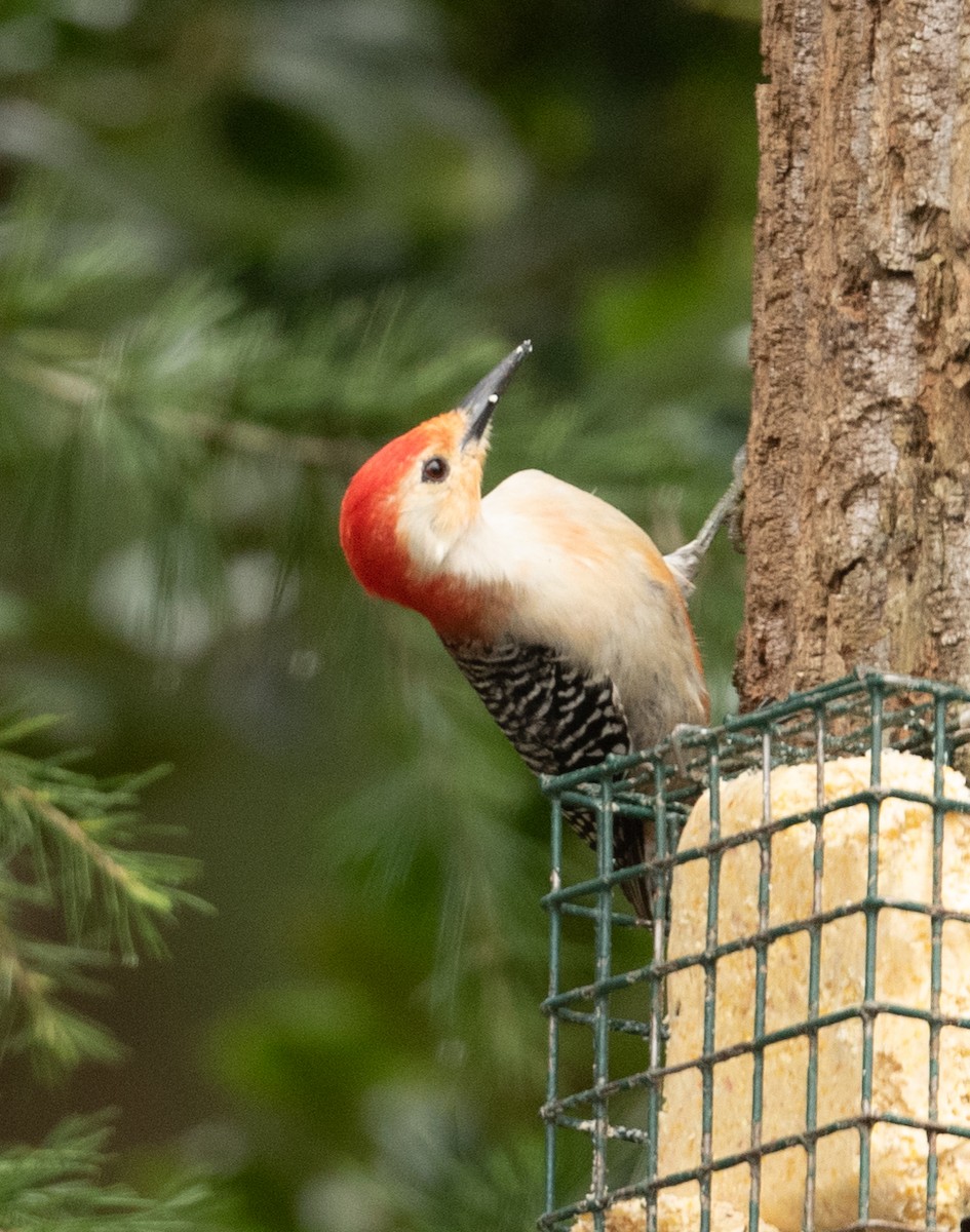 Red-bellied Woodpecker - ML317499081