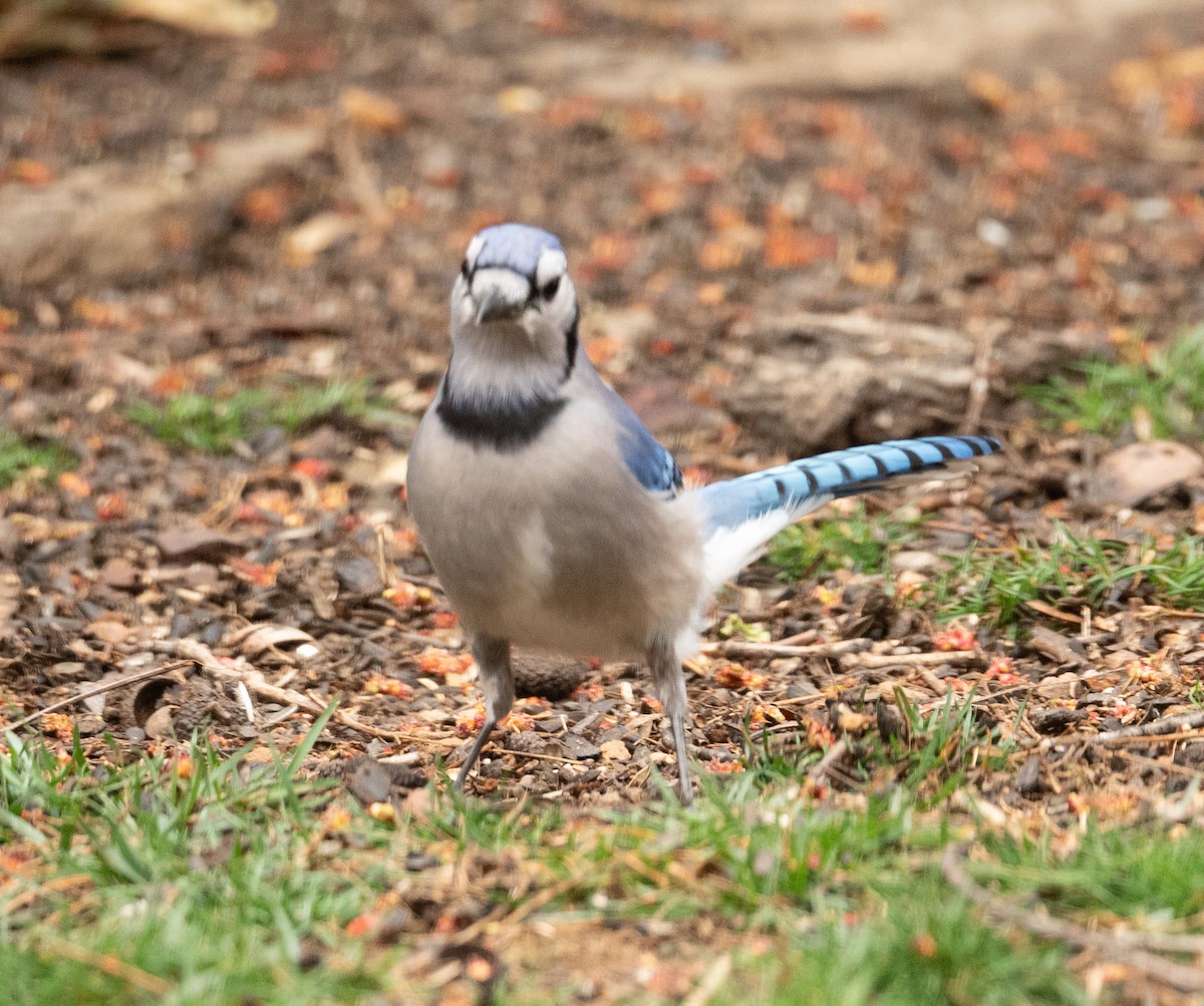 Blue Jay - ML317499211