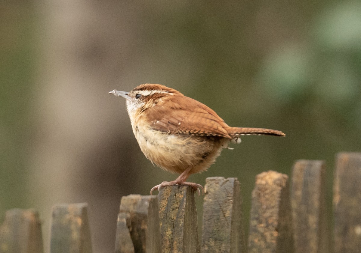 Carolina Wren - ML317499261