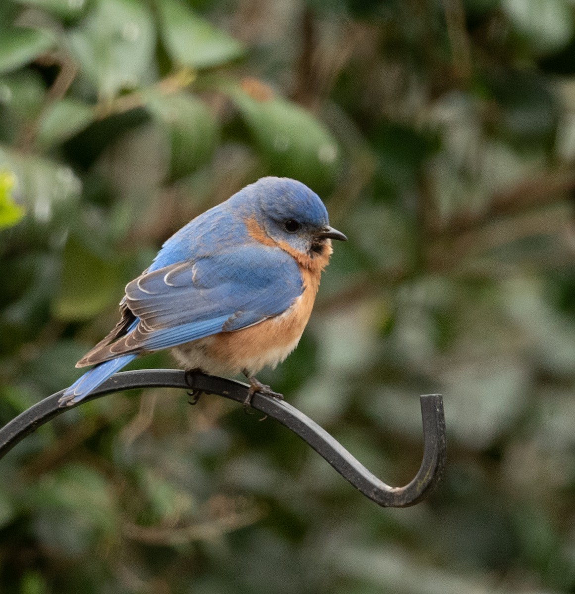 Eastern Bluebird - ML317499361