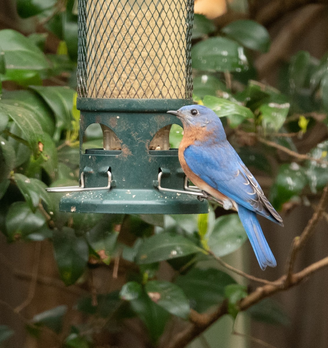 Eastern Bluebird - ML317499391