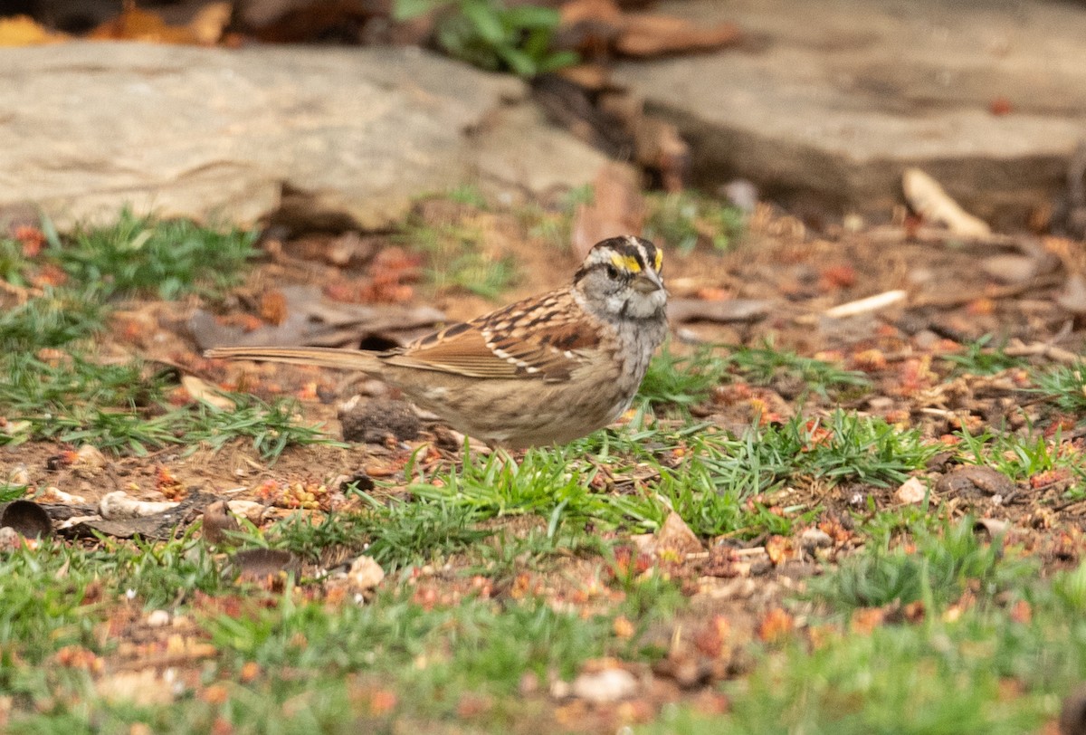 White-throated Sparrow - ML317499661