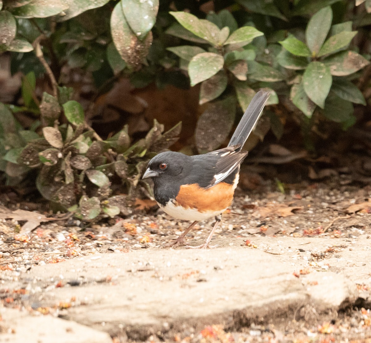 Eastern Towhee - ML317499791