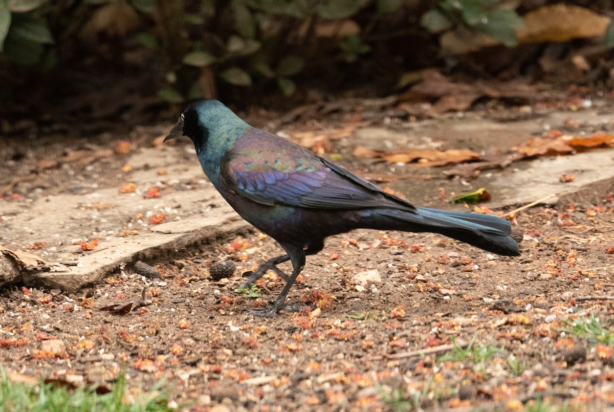 Common Grackle - ML317499851