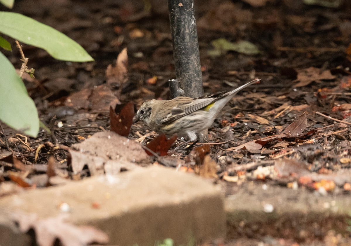 Yellow-rumped Warbler - ML317499901