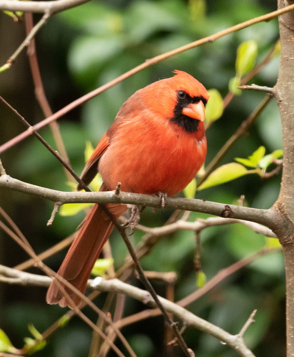 Northern Cardinal - ML317499991