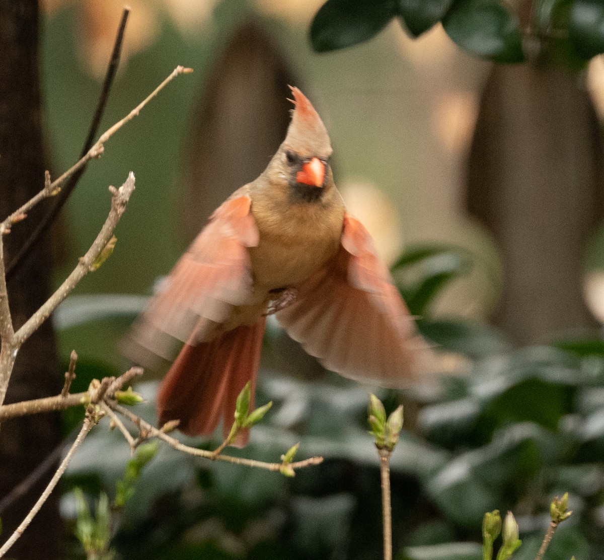 Northern Cardinal - ML317500041