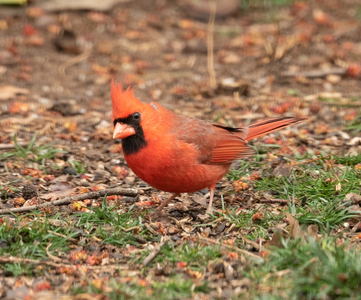 Northern Cardinal - ML317500081