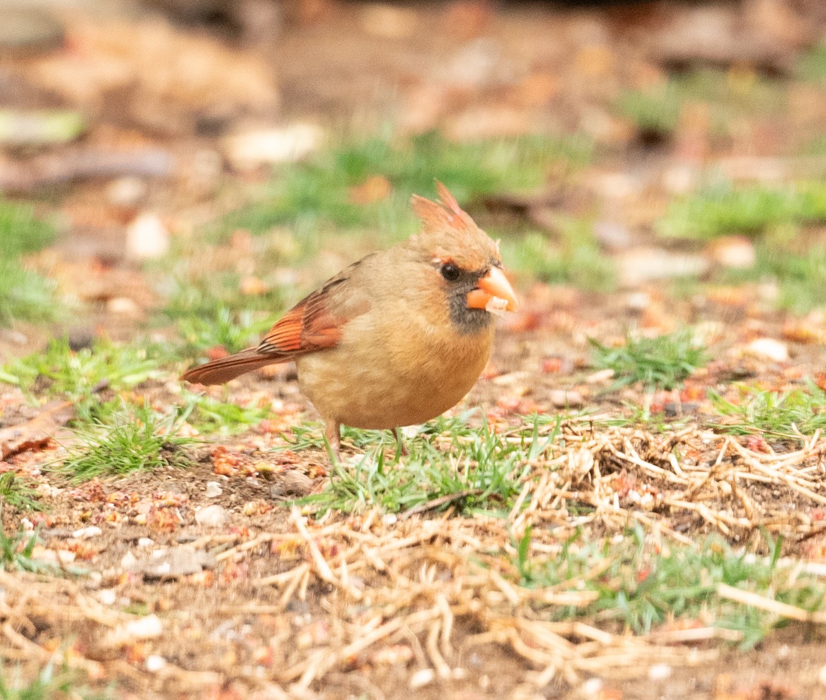 Northern Cardinal - ML317500111