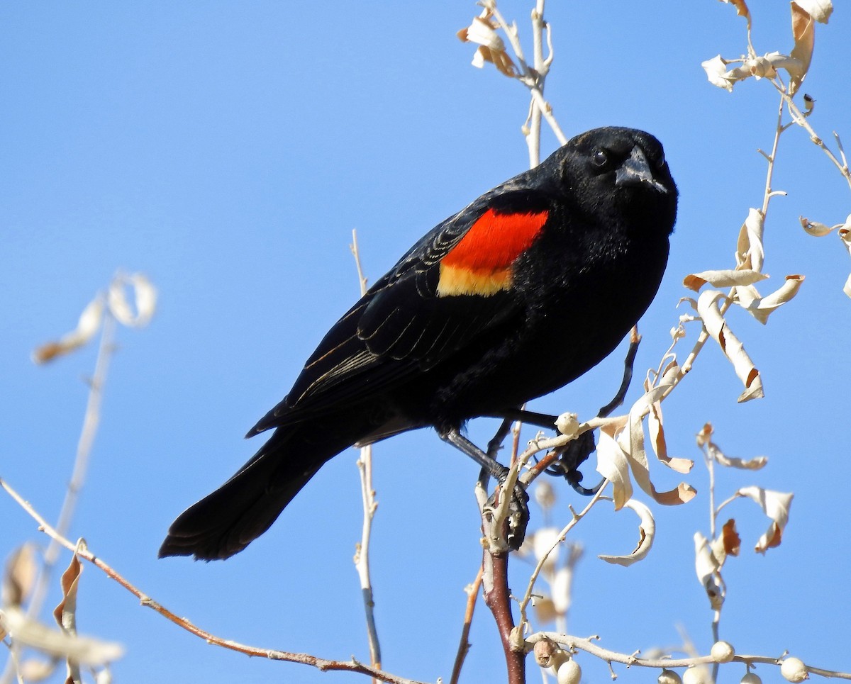 Red-winged Blackbird - Sharon Dewart-Hansen