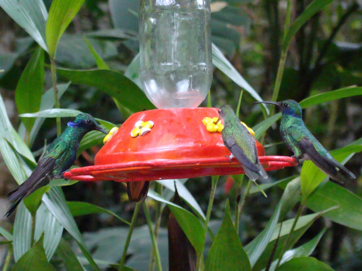 kolibřík modrolící - ML317500551