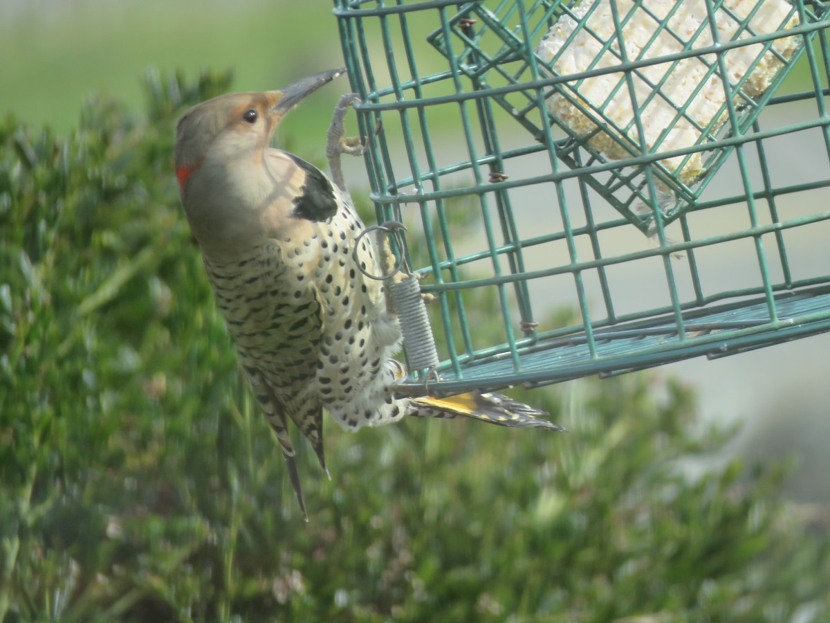 Northern Flicker (Yellow-shafted x Red-shafted) - ML317500651