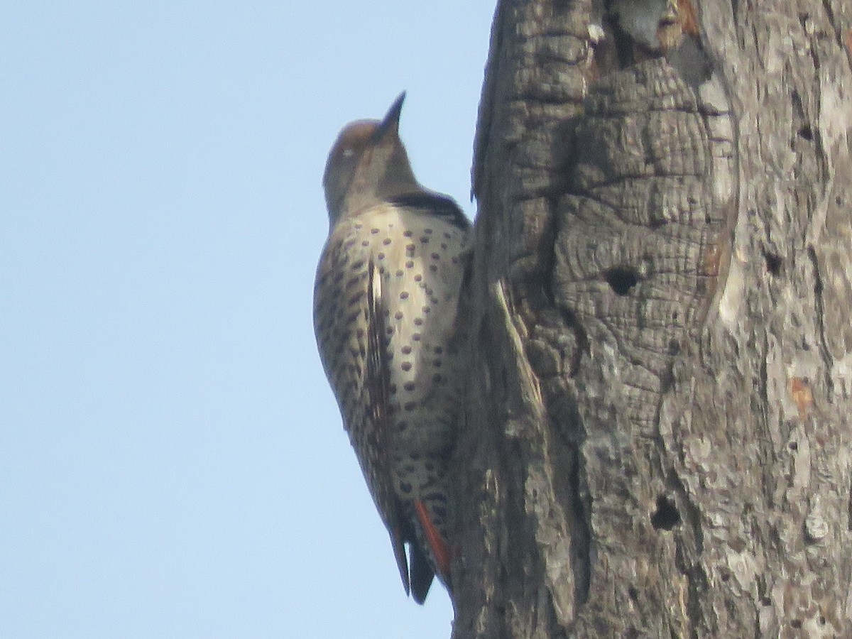 Northern Flicker (Red-shafted) - ML317500781