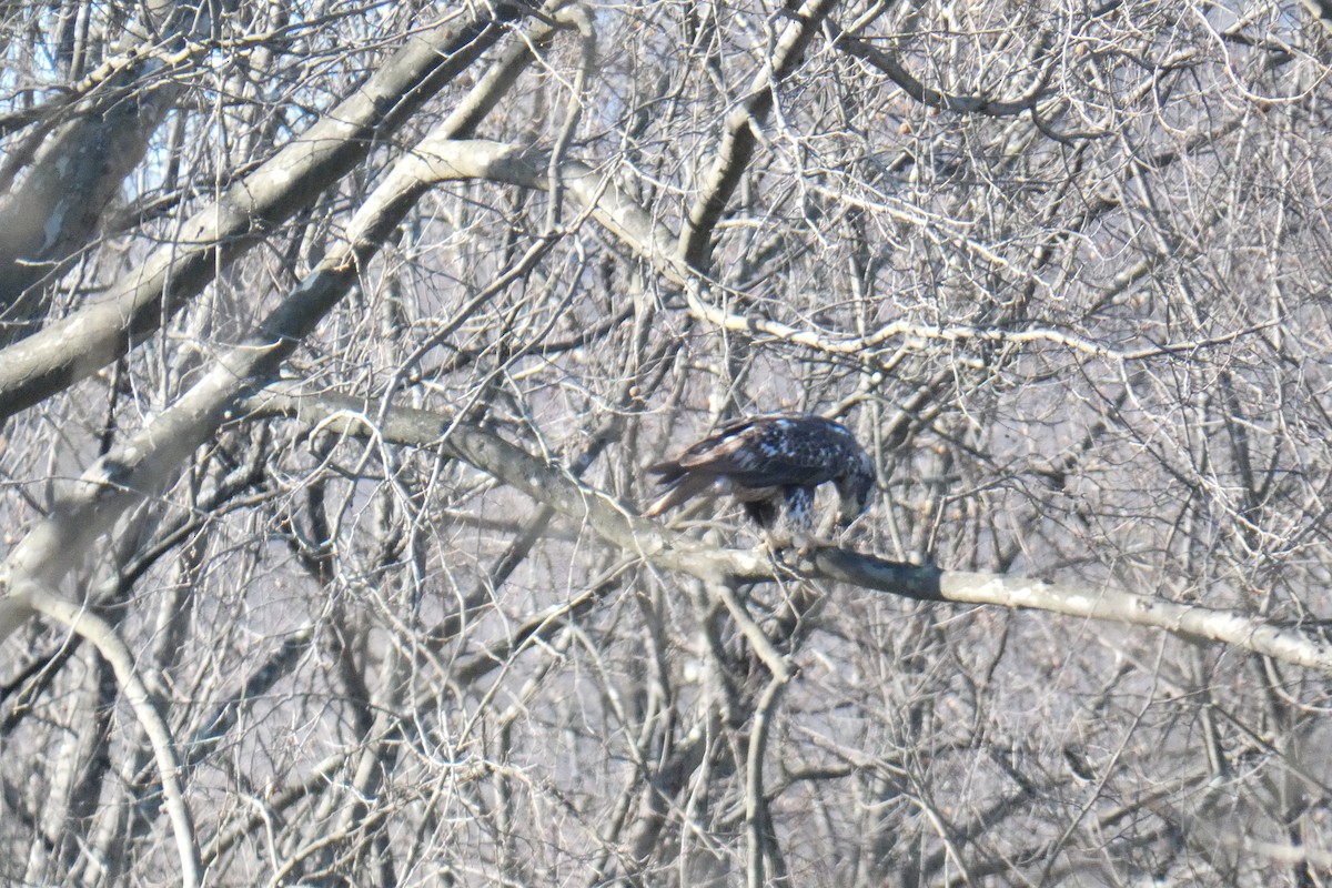 Bald Eagle - ML317501291