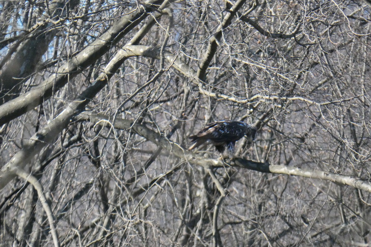 Bald Eagle - ML317501321