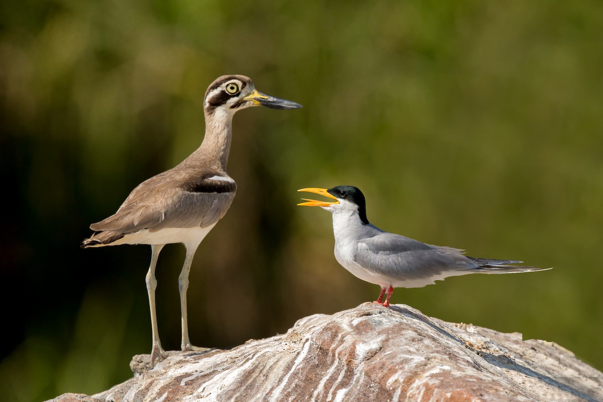 Great Thick-knee - ML317501341