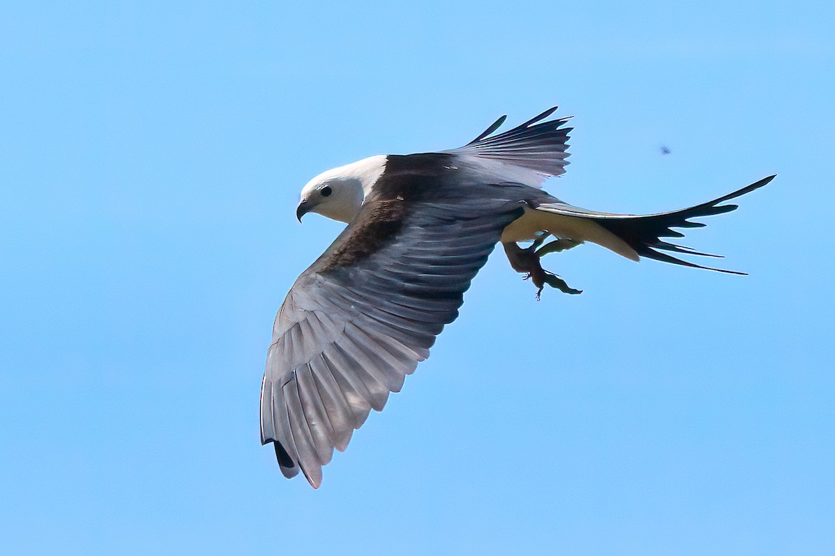 Swallow-tailed Kite - ML317505571