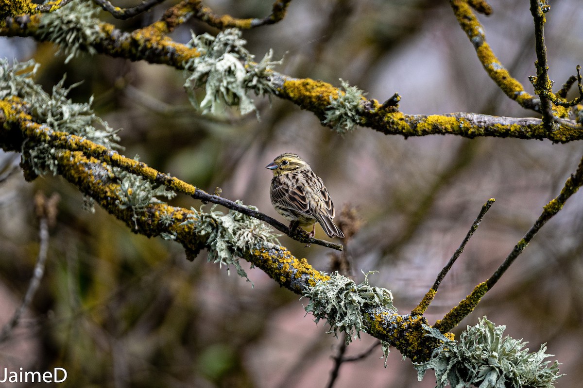 Yellowhammer - ML317506161