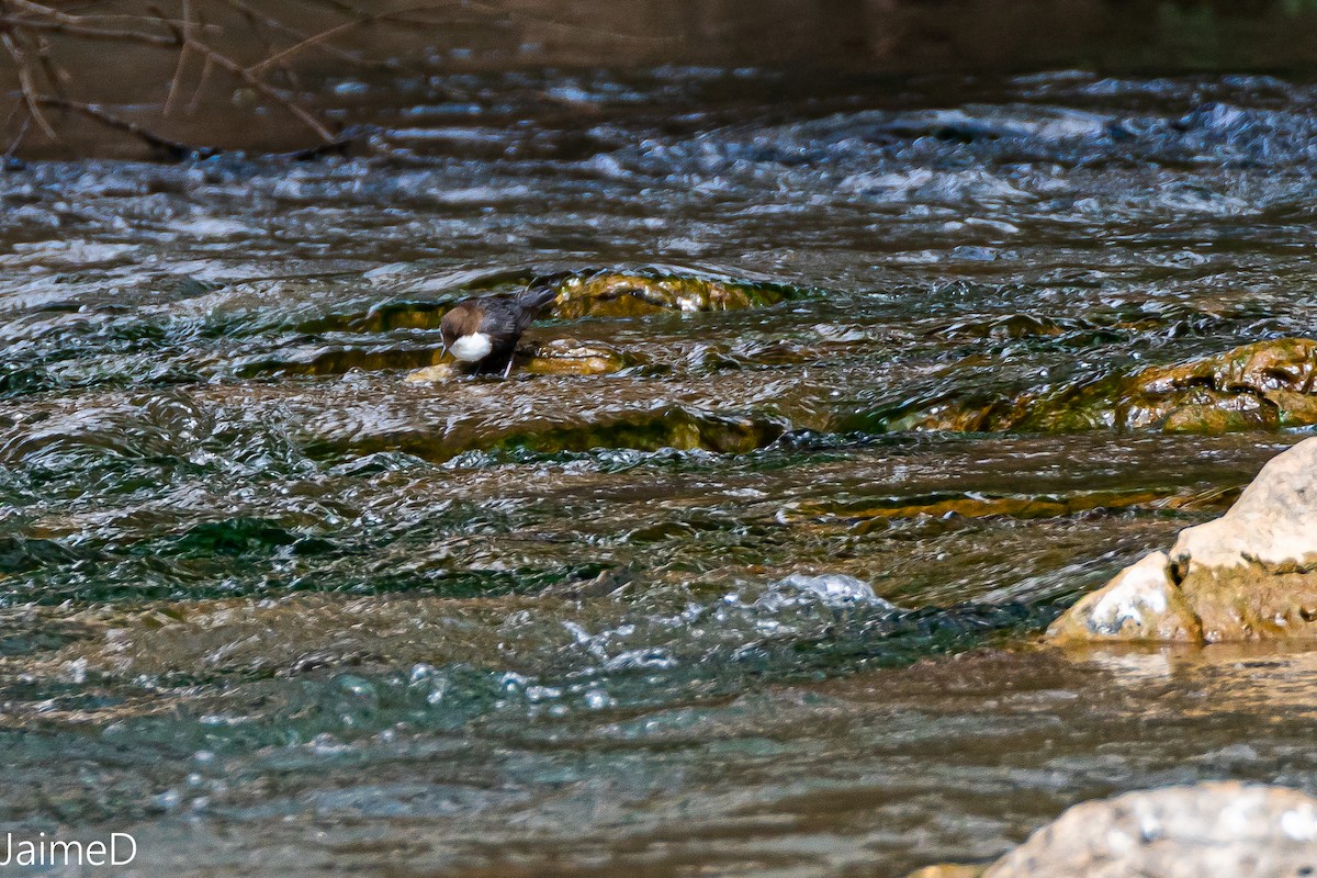 White-throated Dipper - ML317506471