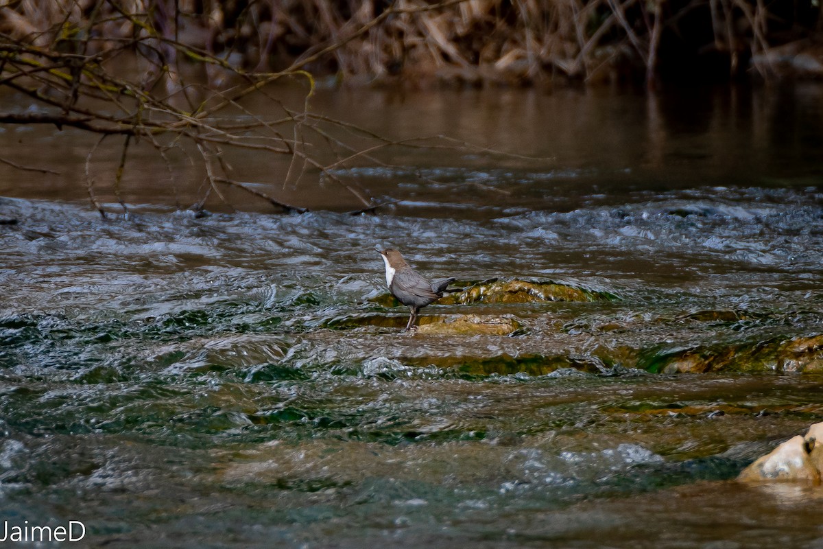 White-throated Dipper - ML317506481