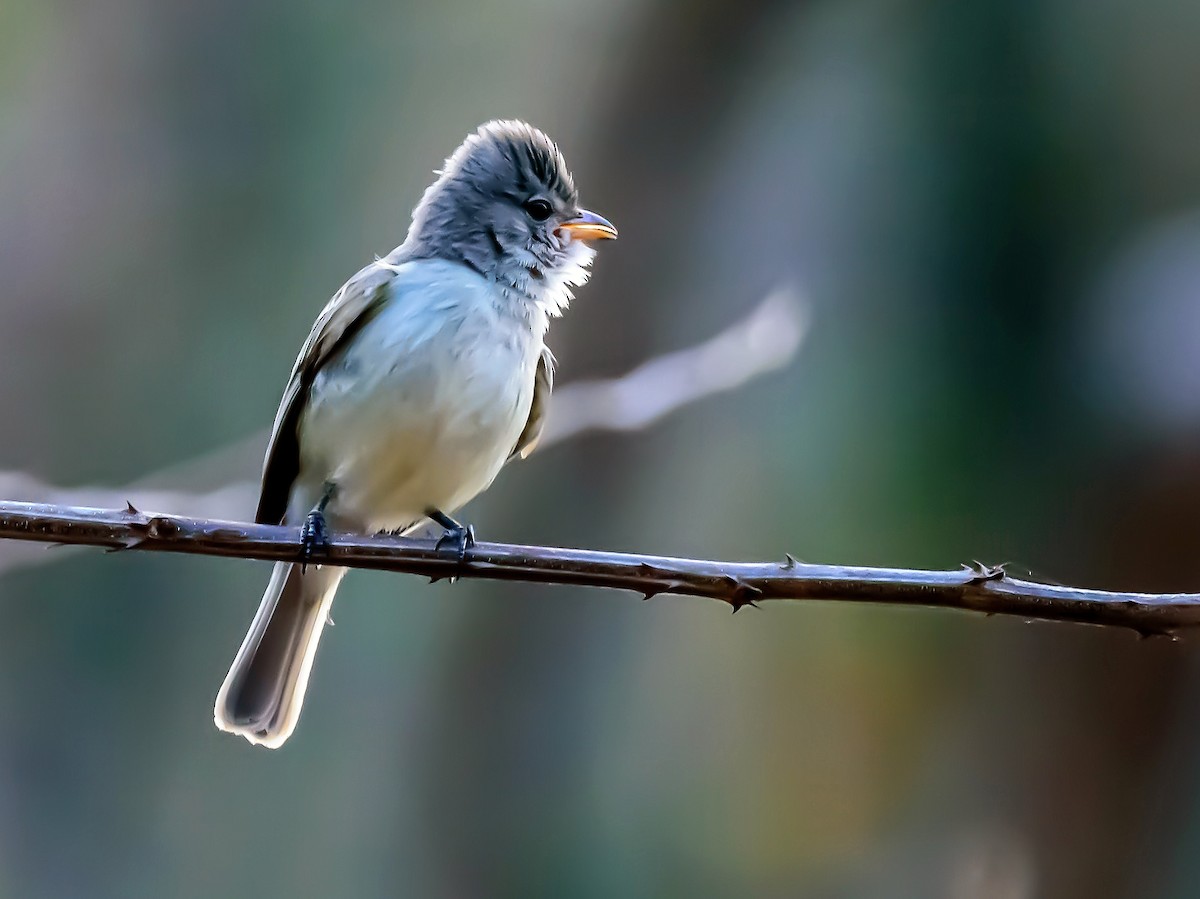 Northern Beardless-Tyrannulet - ML317506511