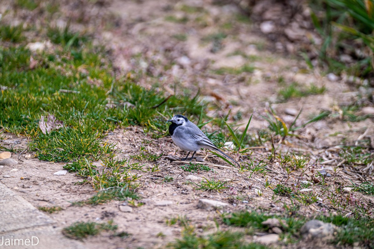 White Wagtail - ML317506631