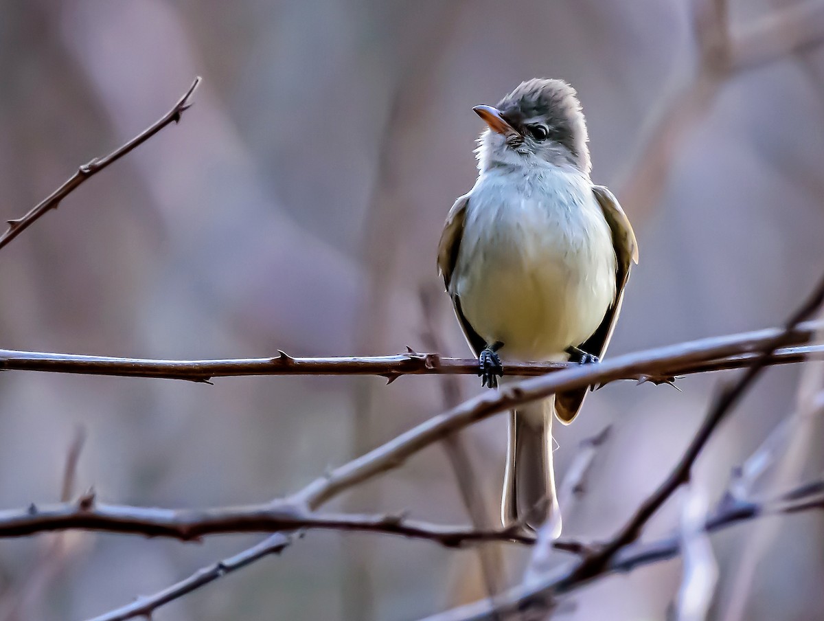 Northern Beardless-Tyrannulet - ML317506641