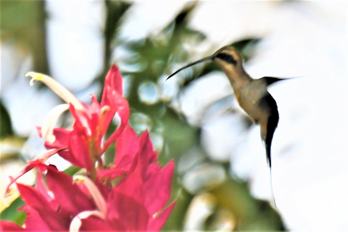 Pale-bellied Hermit - John Gapski