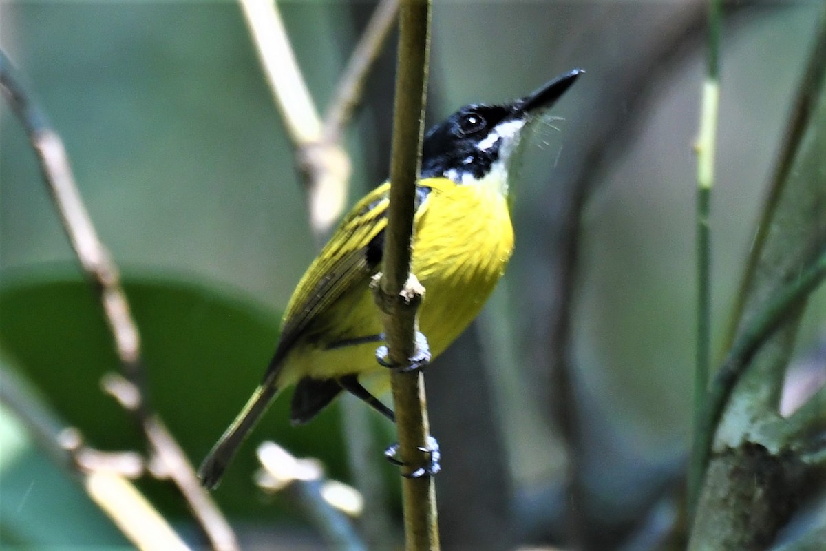 Black-headed Tody-Flycatcher - ML317506931