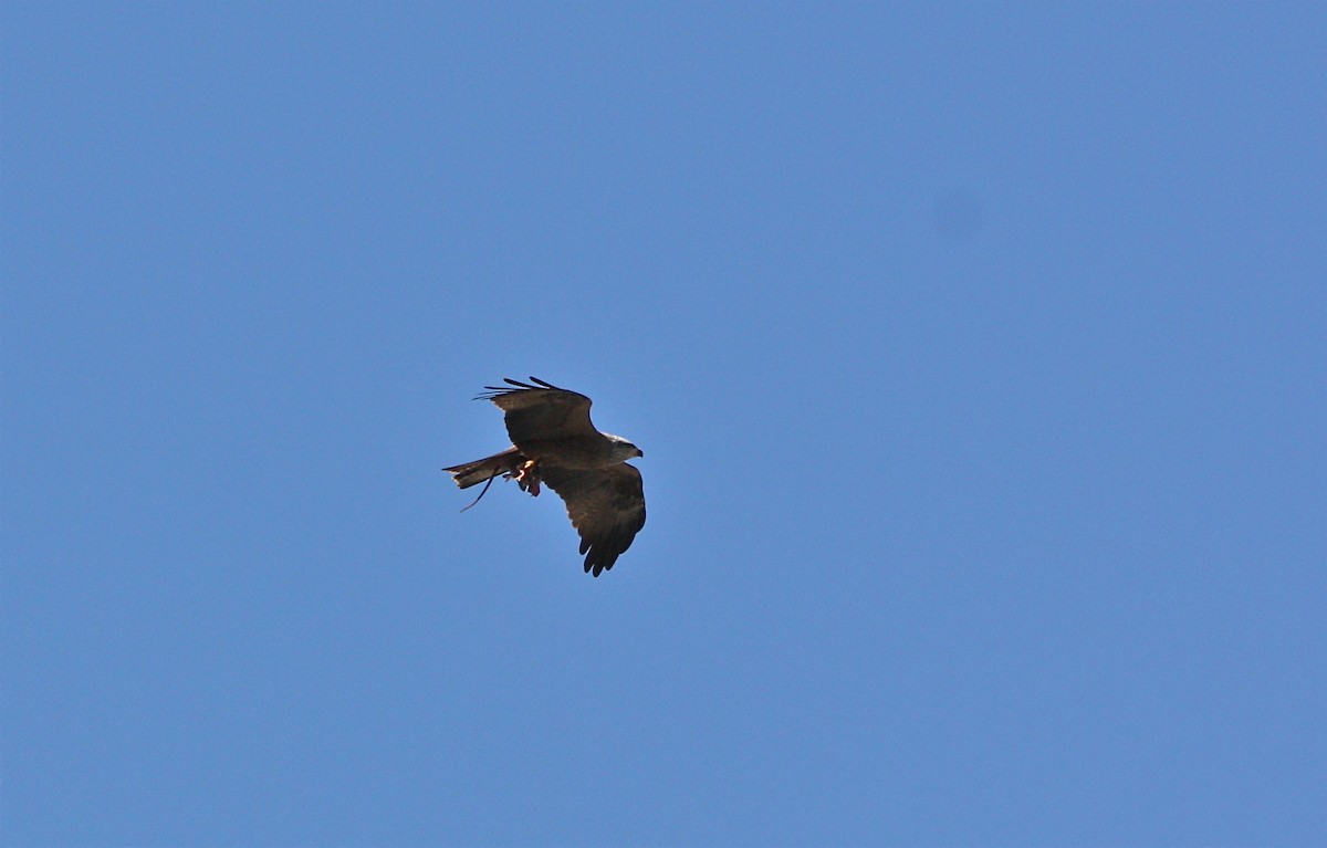 黑鳶 - ML317508411