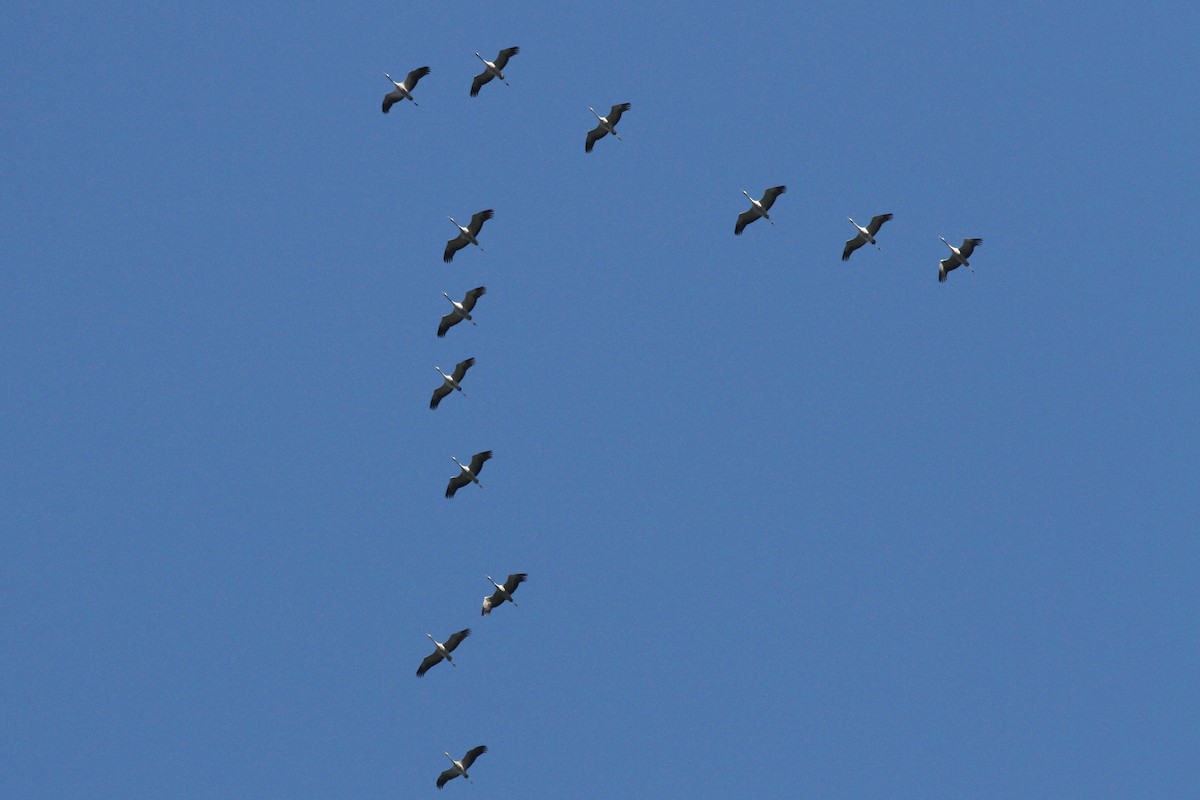 Common Crane - Rainer Seifert