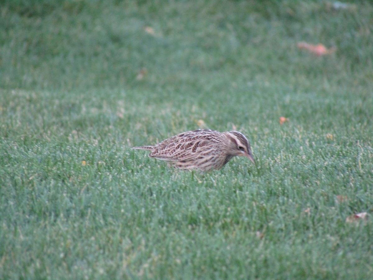 Western Meadowlark - ML317510731