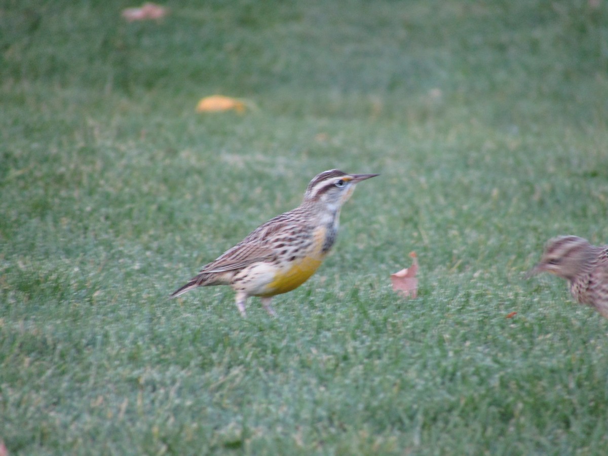 Western Meadowlark - ML317510741