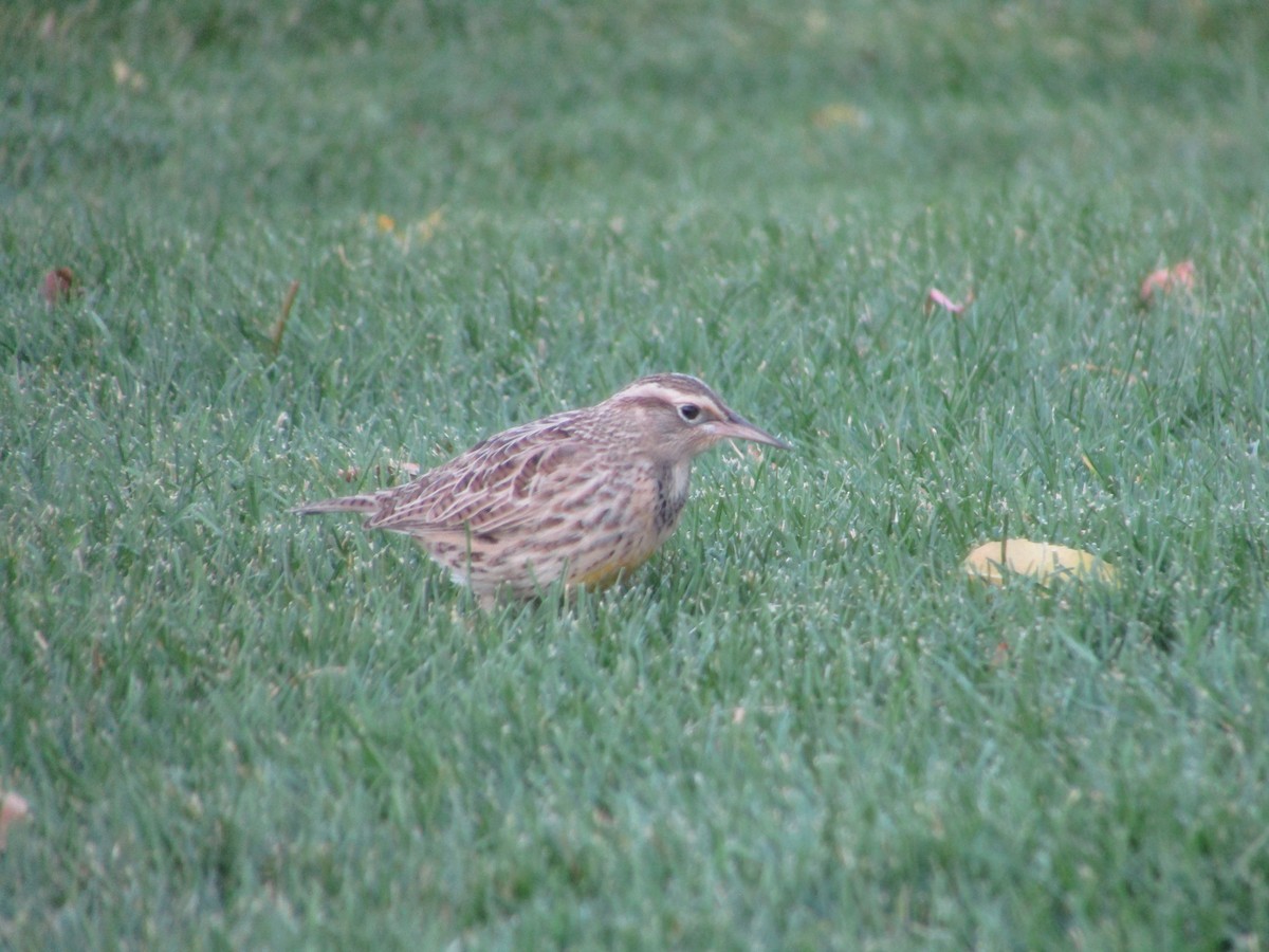 Western Meadowlark - Kara L