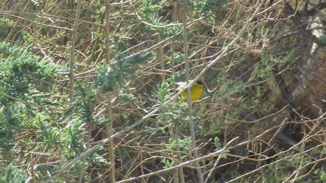 Wilson's Warbler - ML317511791