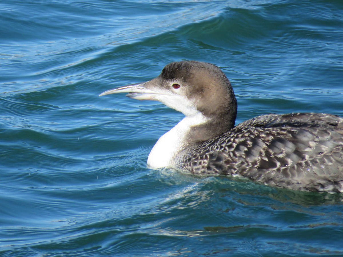 Common Loon - ML317513351