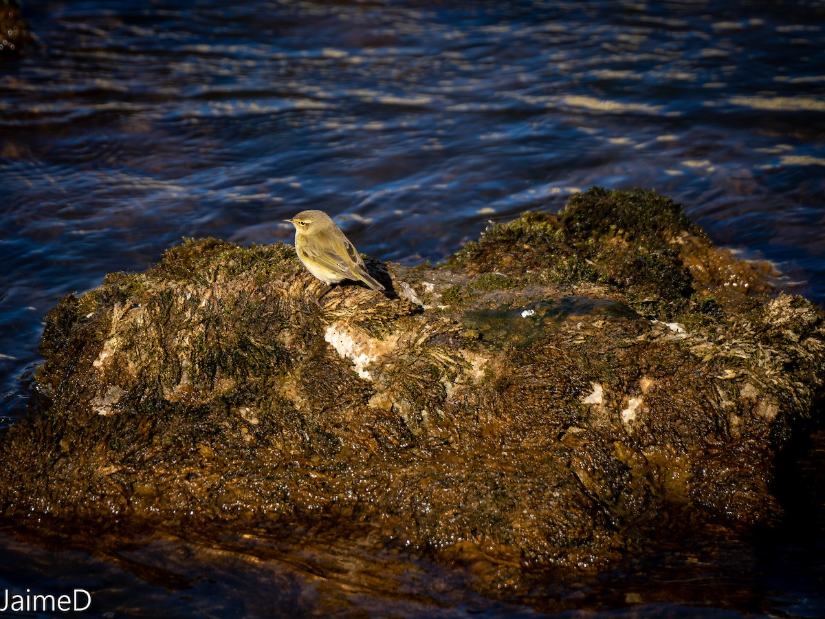 Common Chiffchaff - ML317514631