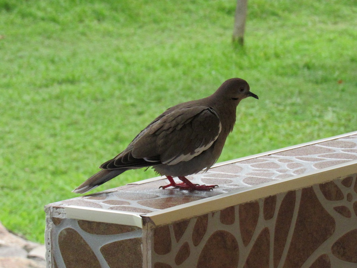 White-winged Dove - ML317515101