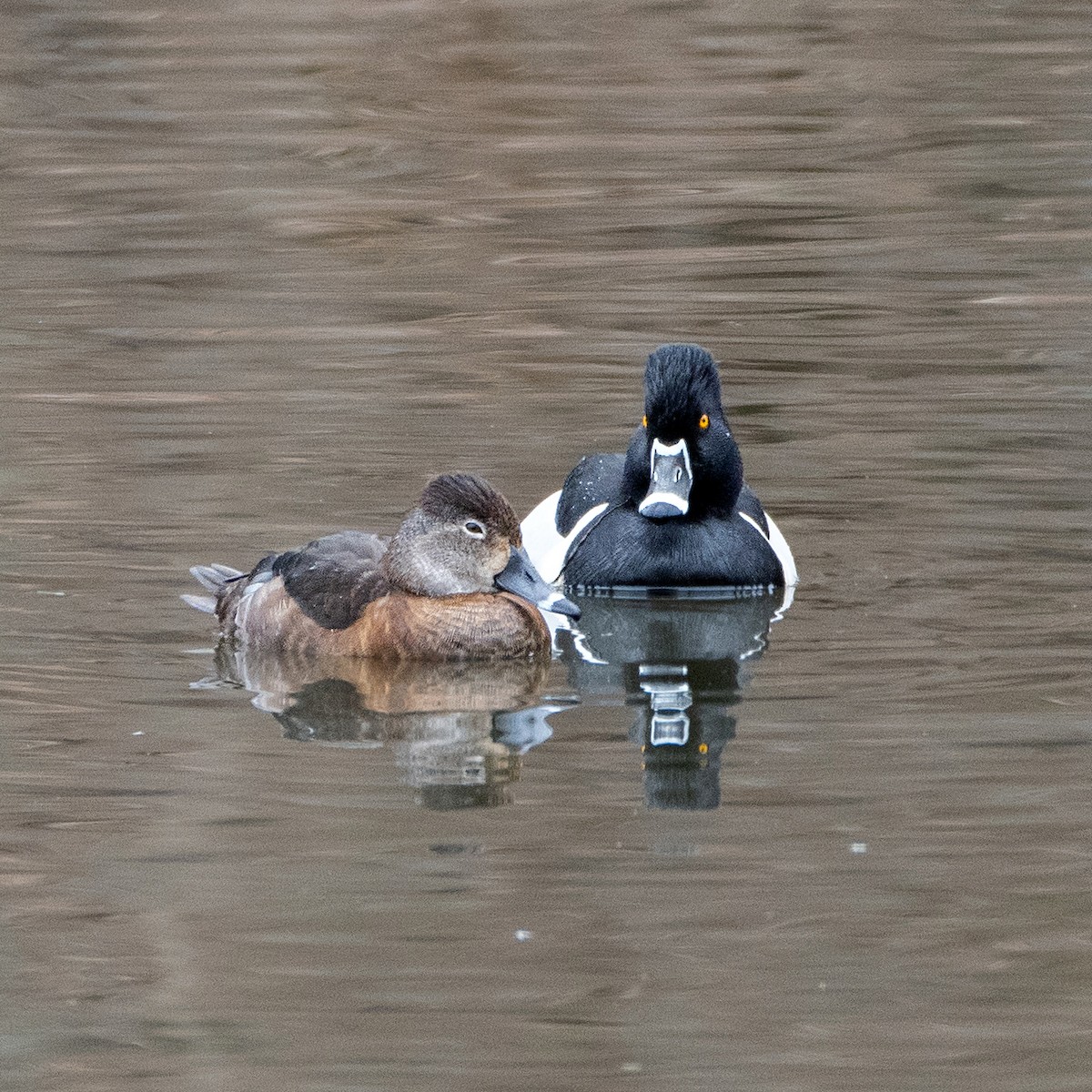 Ring-necked Duck - ML317515771