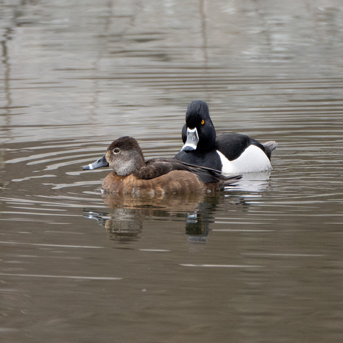 Ring-necked Duck - ML317515891