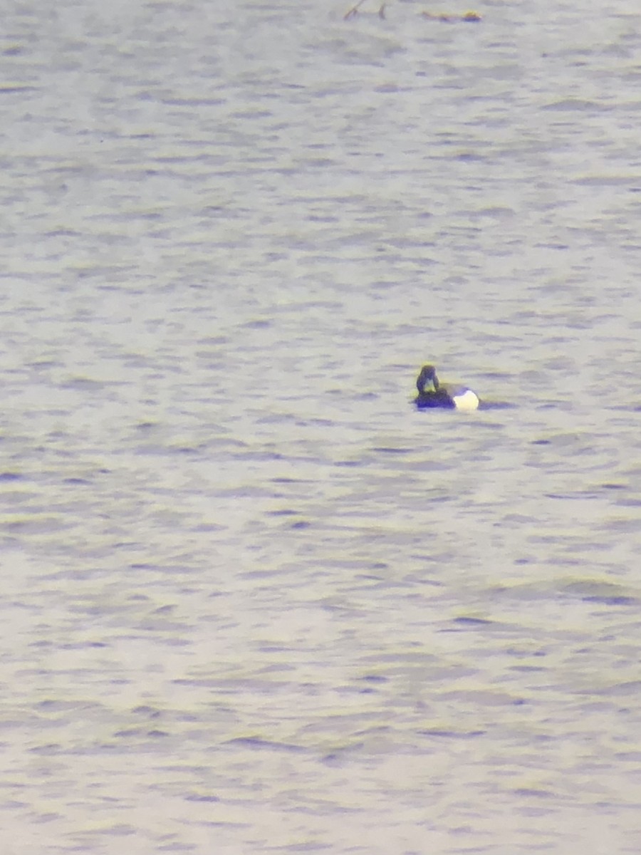 Greater Scaup - ML317515911