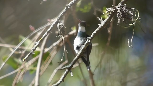 White-throated Hummingbird - ML317516261