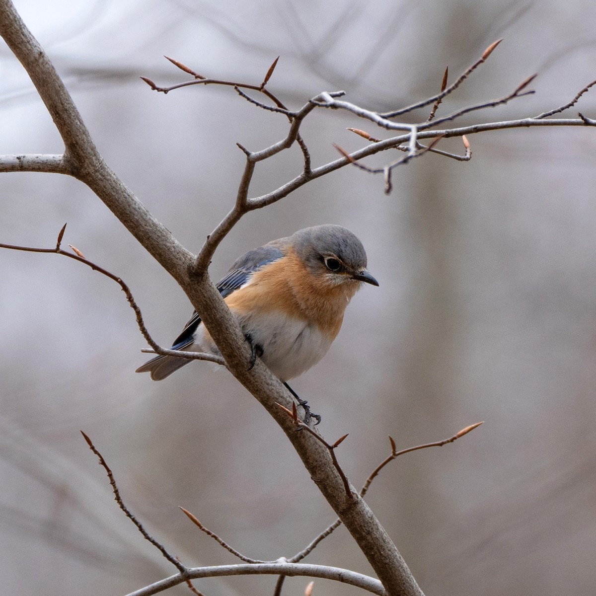 Eastern Bluebird - ML317516991