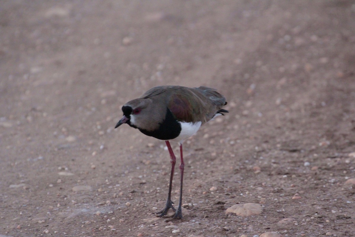 Southern Lapwing - Pedro Plans